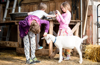 Farm Birthday Party for Kids