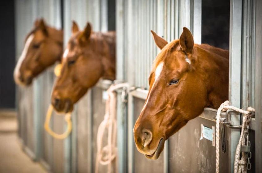 Horse Scavenger Hunt